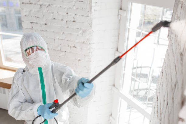 Best DIY Mold Remediation in USA